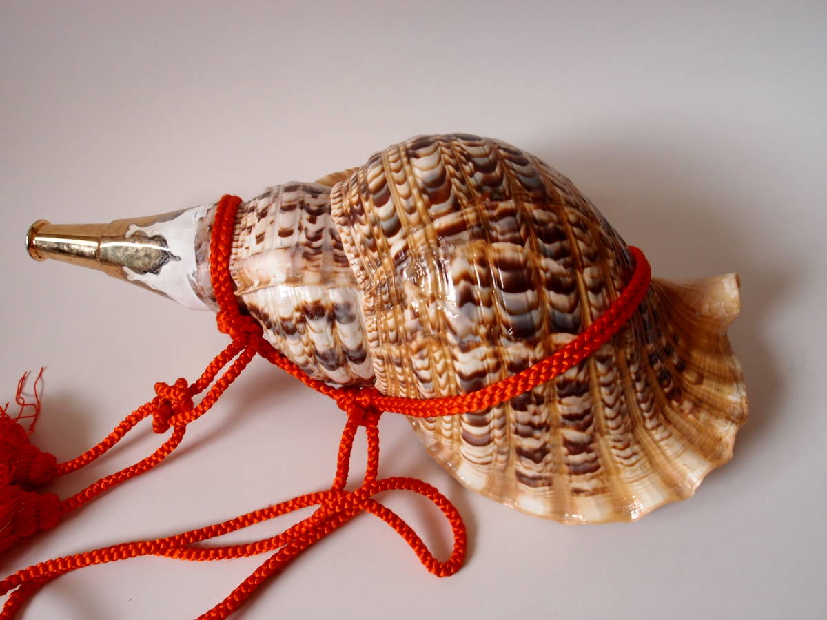 特大肉厚44㎝修験道法螺貝 山伏 密教 魔除け 赤紐付き ほら貝 最大