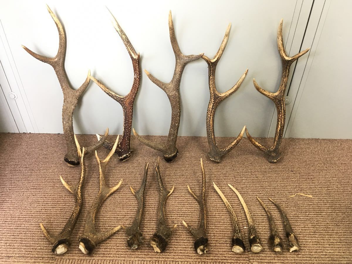No.2093『鹿角16本セット』鹿の角 エゾ鹿 鹿角 蝦夷鹿 No.2093『