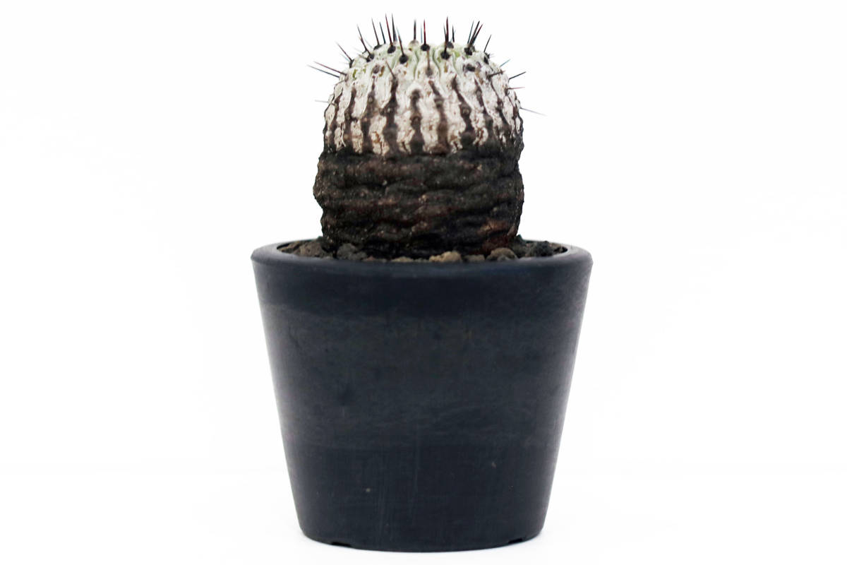 たかちゃん コピアポア コルムナアルバ 弧竜丸 発根済み たかちゃん