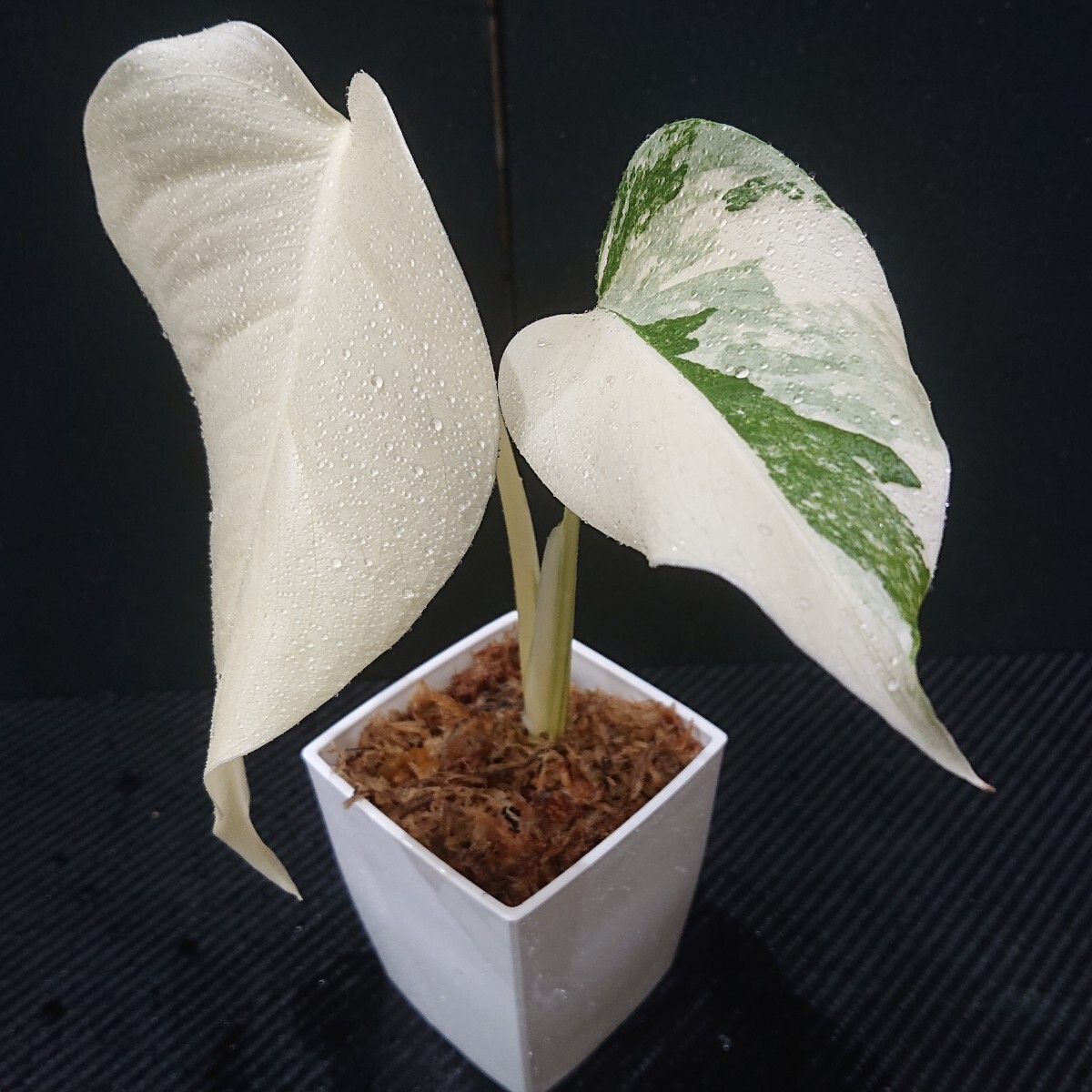 な*か様 斑入りモンステラ ホワイトタイガー極美大株75cm白斑多 斑入り