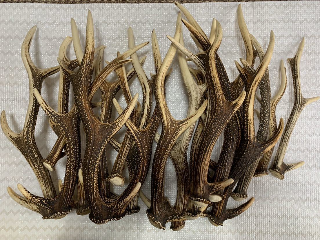鹿の角 エゾシカ 鹿 角先 15kg けんか角 端材 アクセサリー パーツ