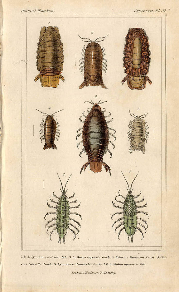 5 希少種 eurychlamys エリキュラミス カリフォルニア輸入 【公式通販】