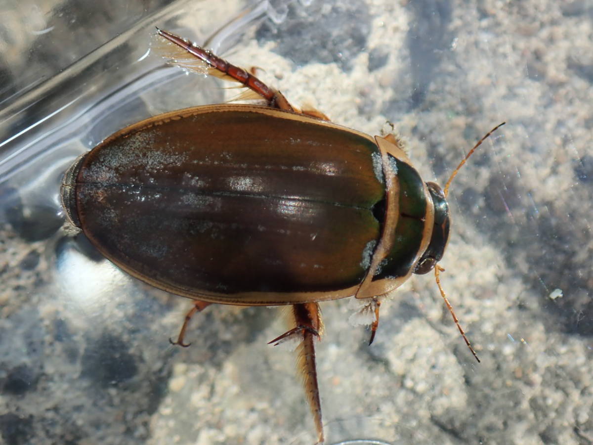 ドイツ産 ゲンゴロウモドキ 33mm ドイツではプロテクトかかってます