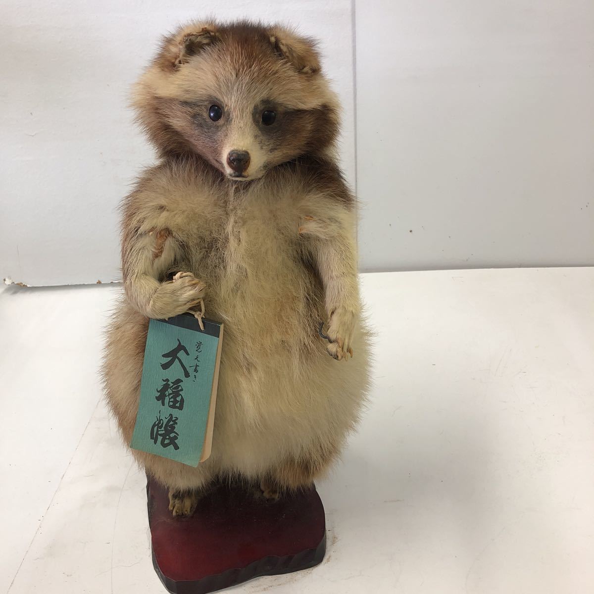 最終値下タヌキの剥製6⁄25(水)まで たぬき 狸 タヌキ ゴルフ 剥製