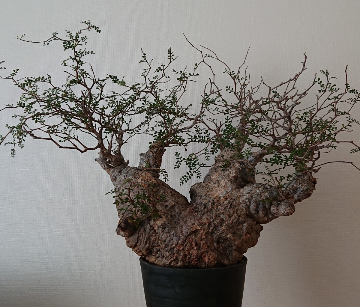 オペルクリカリア パキプス pachypus V形の二頭 発根済み 塊根植物