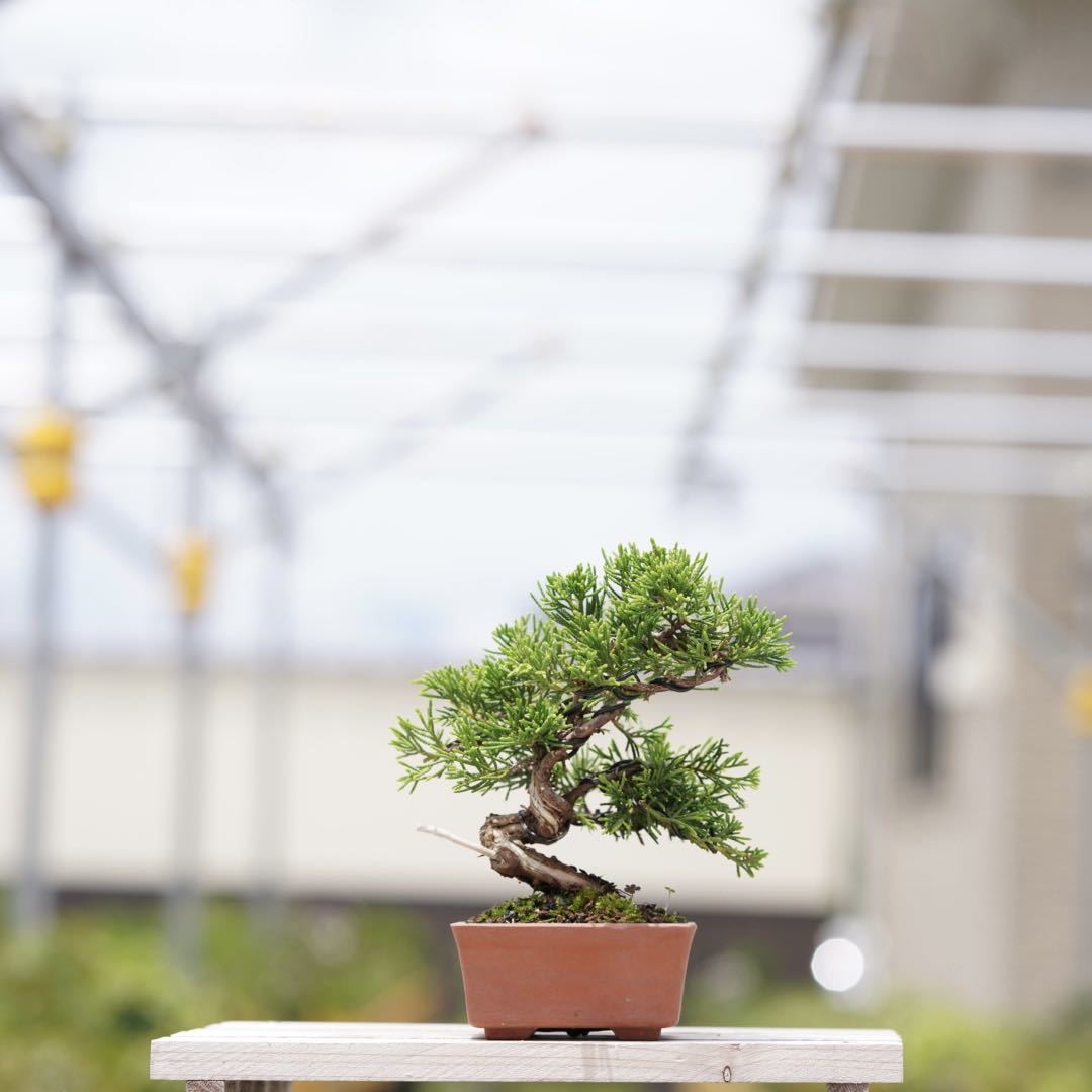 糸魚川真柏双幹‼️師走の値下げ15000円‼️ 特価！糸魚川真柏！古木