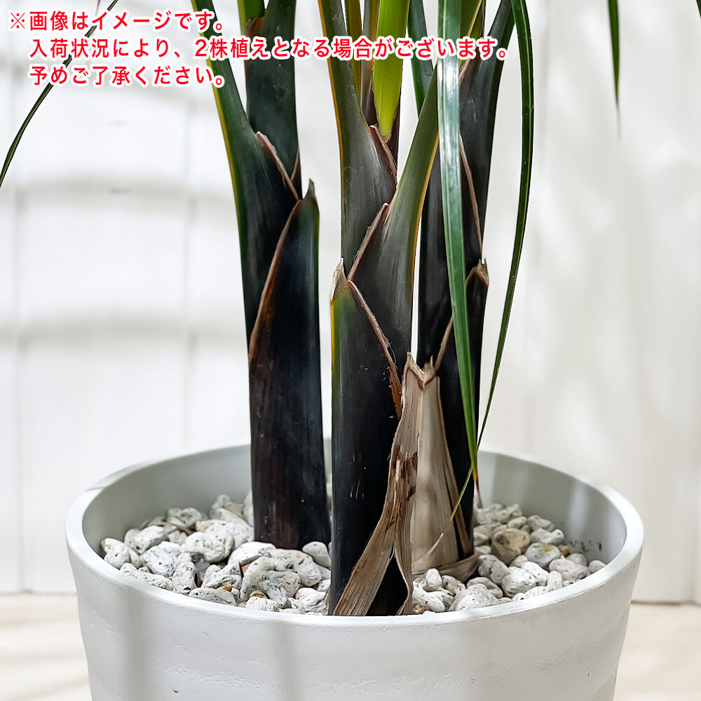 PLANCHU 観葉植物 トックリヤシモドキ 7号鉢 受け皿付き 育て方説明書