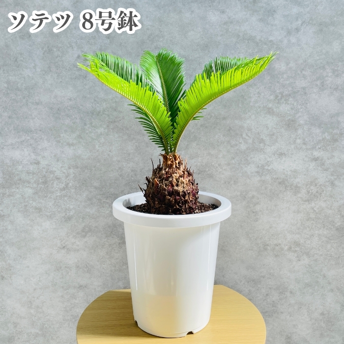 ソテツ 蘇鉄 6号鉢 庭木 記念樹 シンボルツリー 観葉植物 風水 地植え