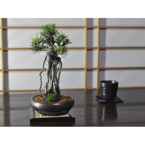 送料無料 盆栽 根上りの黒松盆栽 観葉植物 鉢植え 和 贈り物 趣味