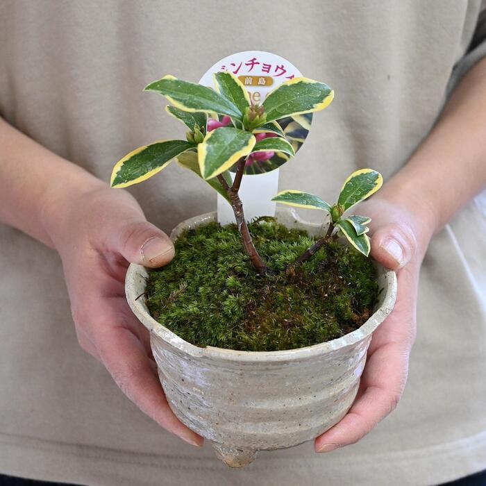 ミニ沈丁花前島盆栽 2025年3月に開花 - 【こぼんさい】- プレゼント