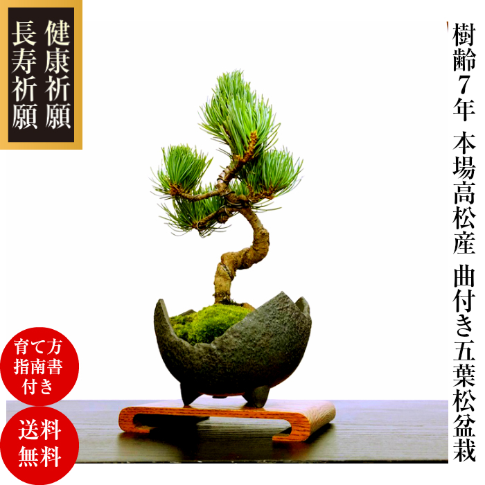 ガチ盆栽】福娘 五葉松 小品盆栽 激古 持ち込み古 五葉松の盆栽（古木