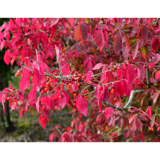 園芸ネット本店｜ニシキギ：コンパクタ3.5-4.5号ポット の通販【公式】