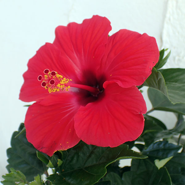 園芸ネット本店｜[26年4月下旬予約]ハイビスカス：レッドスター 5号