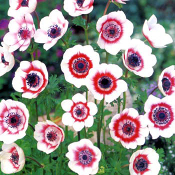 園芸ネット本店｜アネモネ：一重咲き 白に赤 40ml入り の通販【公式】