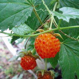 園芸ネット本店｜日本の木いちご（キイチゴ）：カジイチゴ4～5号ポット