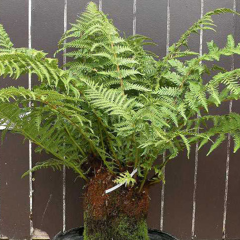 園芸ネット本店｜木性シダ：ディクソニア アンタルクティカ4号ポット