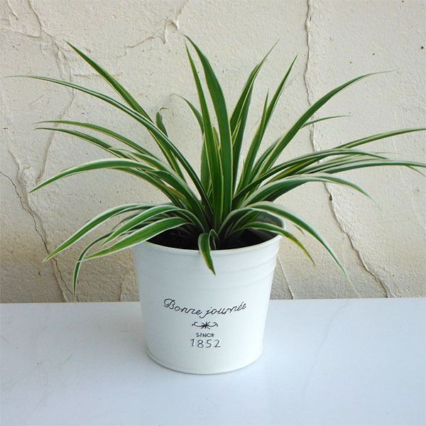 園芸ネット本店｜オリヅルラン（外斑）フレンチブリキポット ラウンド