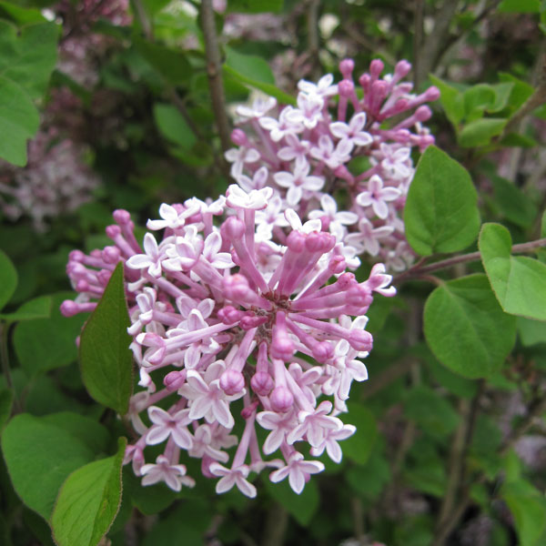 園芸ネット本店｜ヒメライラック：パリビン5号ポット の通販【公式】