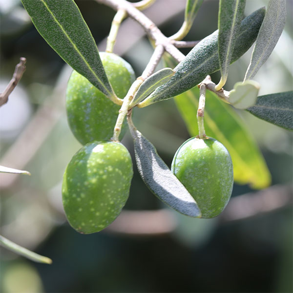 園芸ネット本店｜オリーブ：ルッカ 3-3.5号ポット の通販【公式】