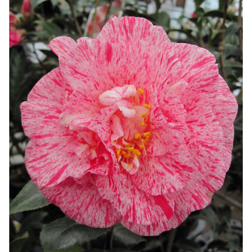 園芸ネット本店｜ツバキ（椿）：島の錦4.5号ポット の通販【公式】