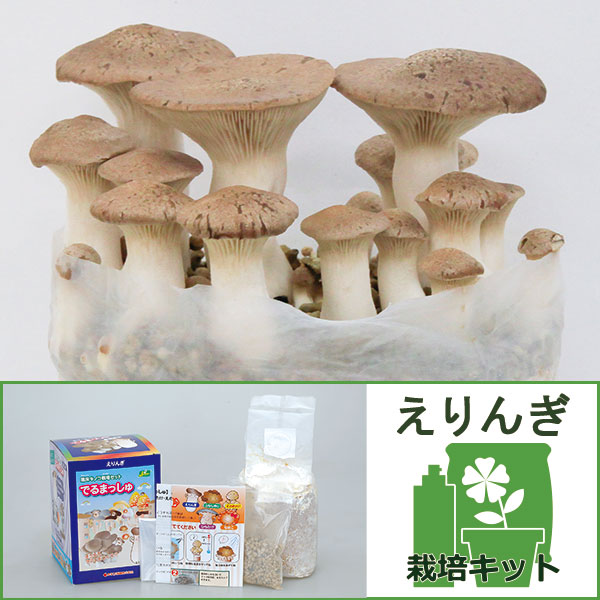 園芸ネット本店｜きのこ栽培セット：でるまっしゅ えりんぎ の通販【公式】