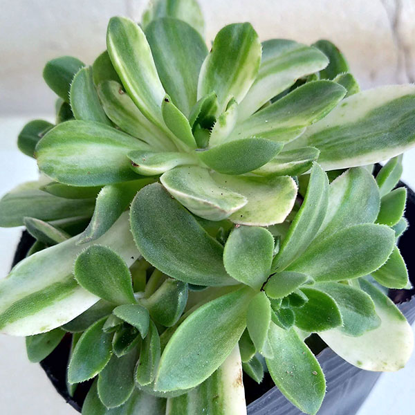 多肉植物アエオニウム錦❤️金絲雀锦❤️ 多肉植物アエオニウム錦