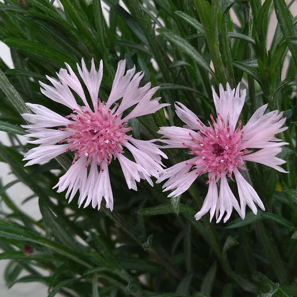 園芸ネット本店｜ヤグルマギク（矢車草）：ピンク4号ポット の通販【公式】