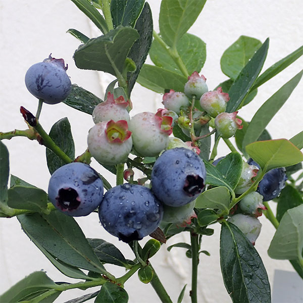 園芸ネット本店｜ブルーベリー：ミスティー3-3.5号ポット の通販【公式】