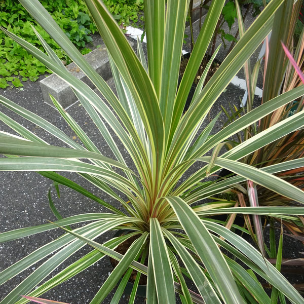 園芸ネット本店｜コルジリネ：ターベイダズラー8号ポット の通販【公式】