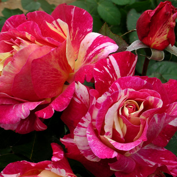 園芸ネット本店｜[送料無料]デルバールローズ：モーリス・ユトリロ新苗