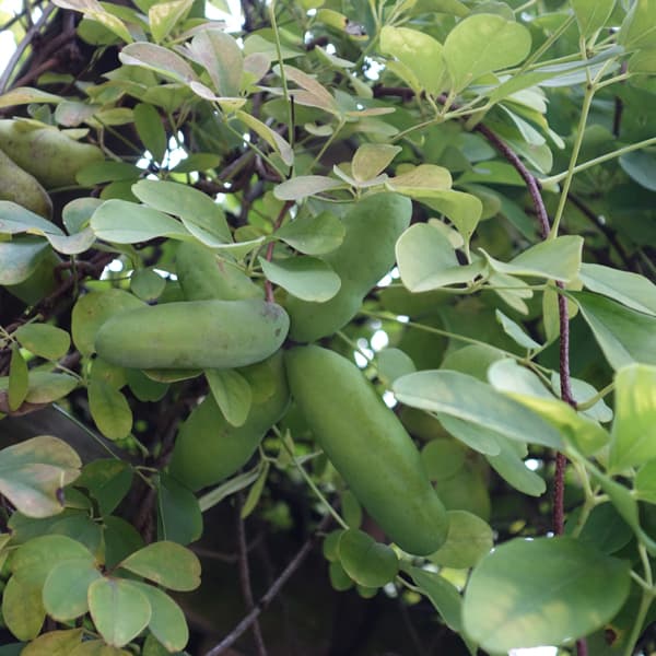 園芸ネット本店｜アケビ：五葉（ゴヨウ）アケビ4～5号ポット の通販