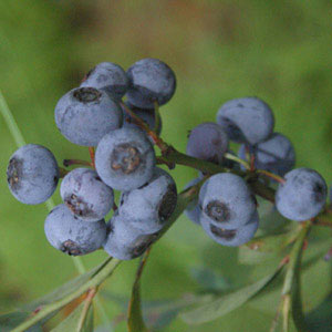 園芸ネット本店｜ブルーベリー（大実ラビットアイ系）：プレミア5号