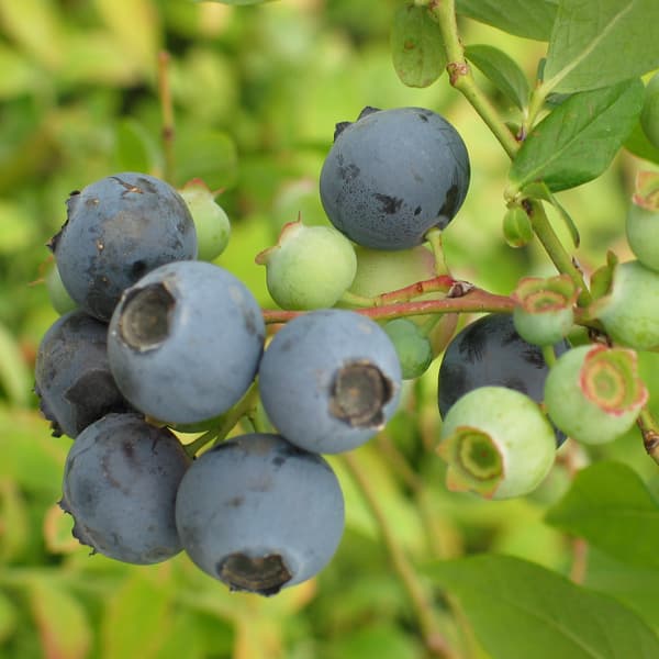 園芸ネット本店｜ブルーベリー（サザンハイブッシュ系）：オニール5号