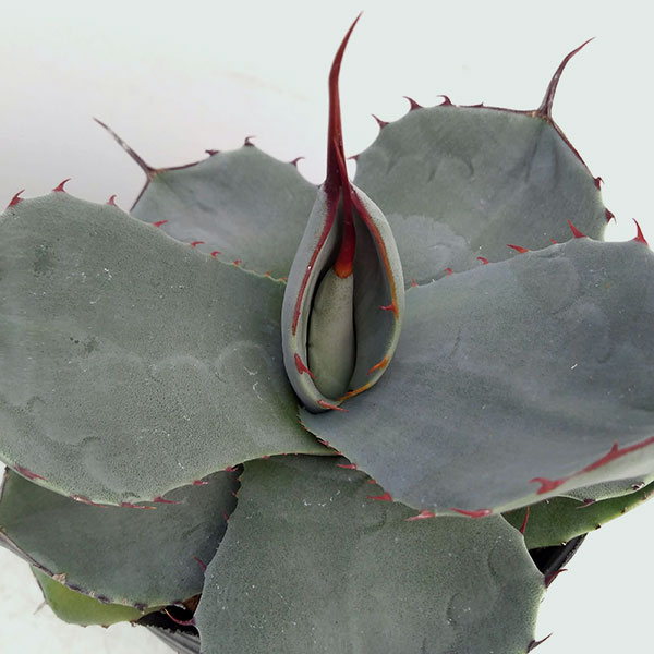 園芸ネット本店｜アガベ：パリー3号ポット（吉祥天） の通販【公式】