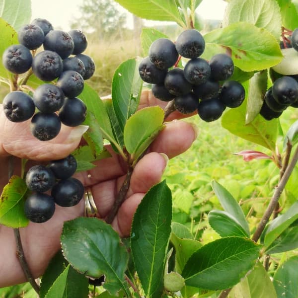 園芸ネット本店｜アロニア（チョコベリー）： ネロ3.5号ポット の通販