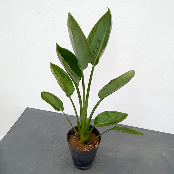 園芸ネット本店｜ストレリチア：レギネ（極楽鳥花） 5号硬質ポット の