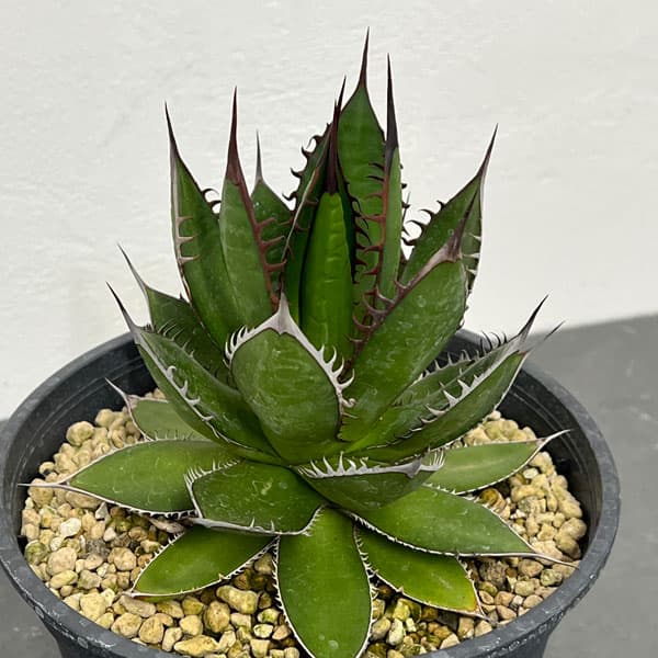 園芸ネット本店｜アガベ：ホリダ 5号鉢植え* の通販【公式】