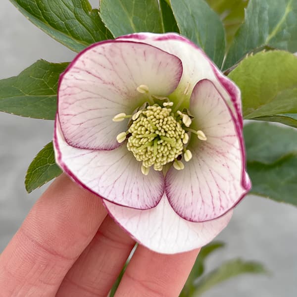 園芸ネット本店｜若泉ファームさんのクリスマスローズ：25-20ルージュ