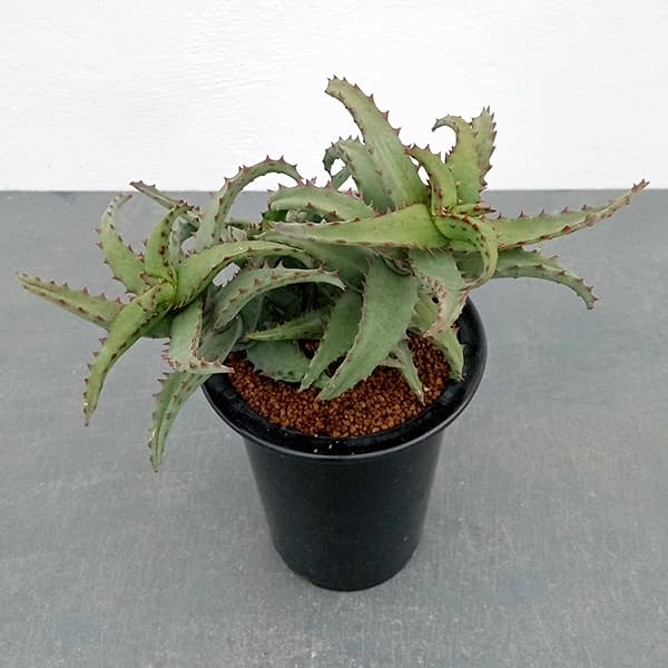 園芸ネット本店｜アロエ：カスティロニアエ 4号ロング24-02 の通販【公式】