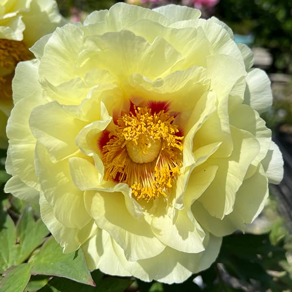 園芸ネット本店｜牡丹（ボタン）：黄冠（オウカン）3～4年生苗8号