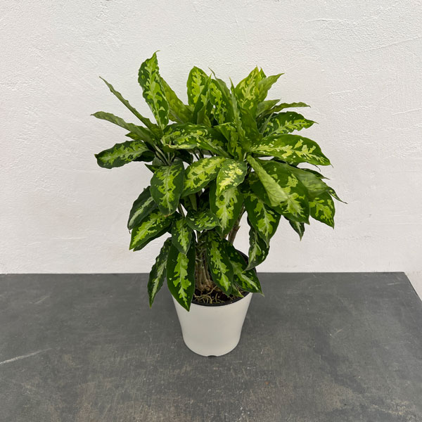 園芸ネット本店｜アグラオネマ：ピクタム 5号鉢植え の通販【公式】