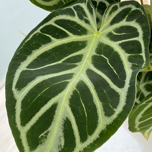 園芸ネット本店｜（わけあり特価）アンスリウム（原種）：クリスタ