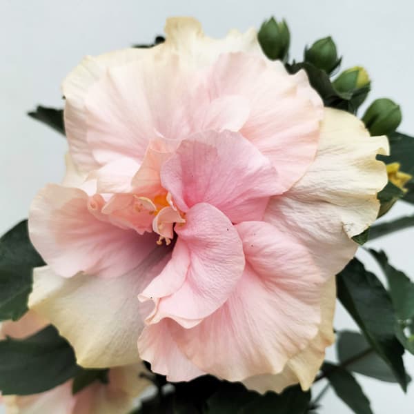 園芸ネット本店｜ハイビスカス（ニューロングライフ）：アドニスダブル