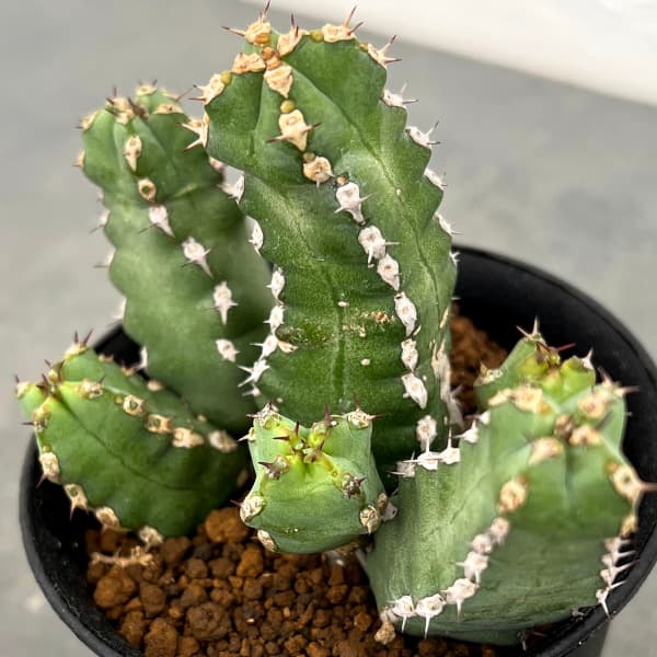 園芸ネット本店｜ユーフォルビア：マカレンシス 3号鉢植え の通販【公式】