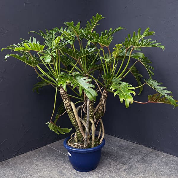 園芸ネット本店｜フィロデンドロン：クッカバラ 8号鉢植え25-01 の通販