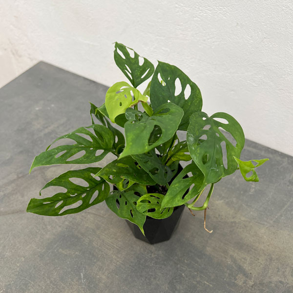 園芸ネット本店｜モンステラ：オブリクア エクスピラータ 3.5号 の通販