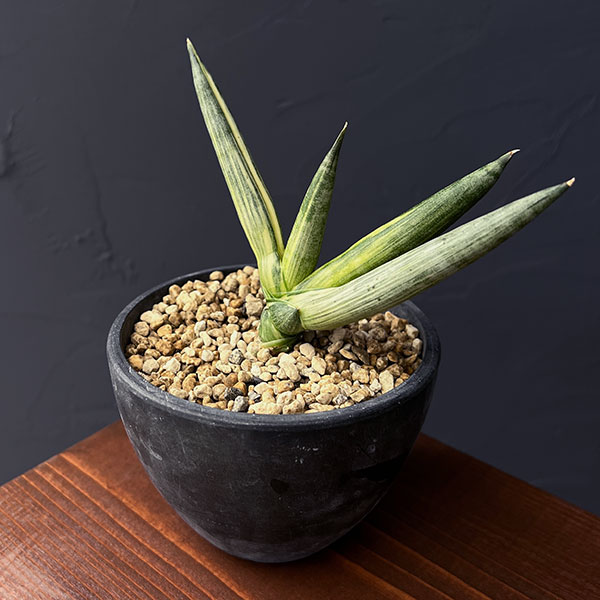 園芸ネット本店｜サンセベリア：ボンセレンシス スノーホワイト 3.5号