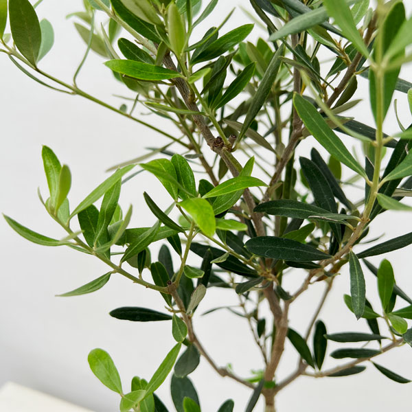 園芸ネット本店｜オリーブ：ネバティロブランコ 5号ポット** の通販