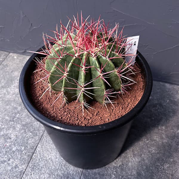 園芸ネット本店｜フェロカクタス：赤鳳 8号鉢植え の通販【公式】