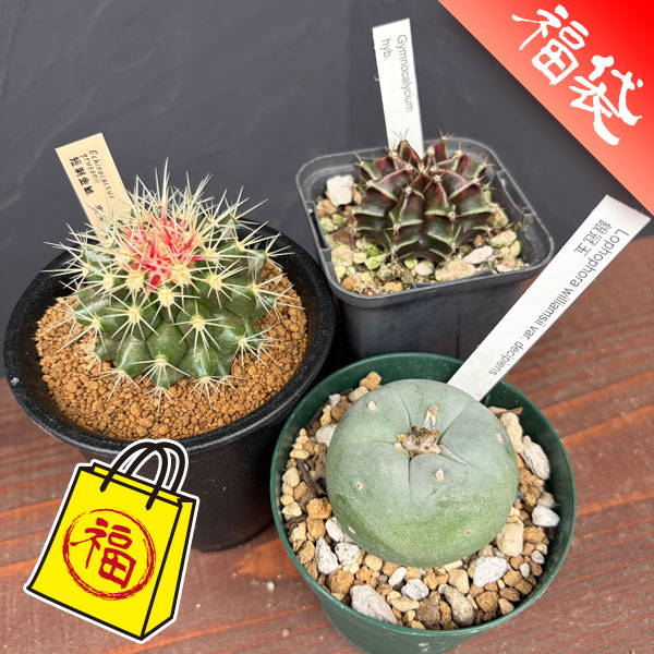園芸ネット本店｜サボテン：福袋Aセット の通販【公式】